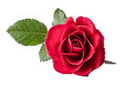 Rose No Back.jpg
