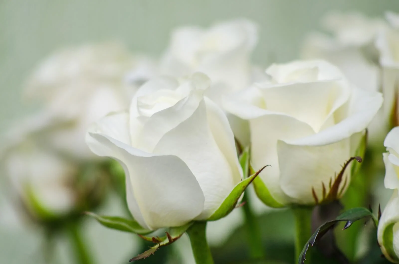 White-Rose-Meaning-in-the-Language-of-Flowers.webp