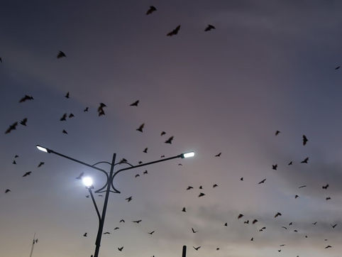 chauves-souris prenant leur envol