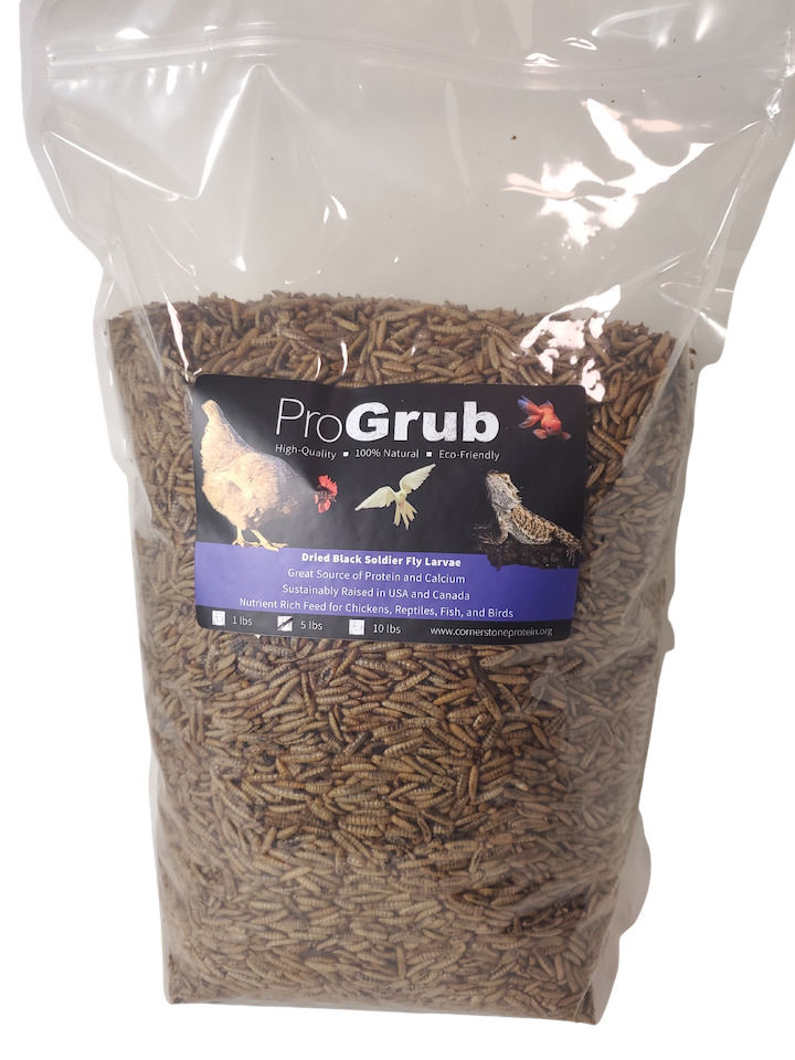 Thumbnail: Black Soldier Fly Larvae Poultry Treat