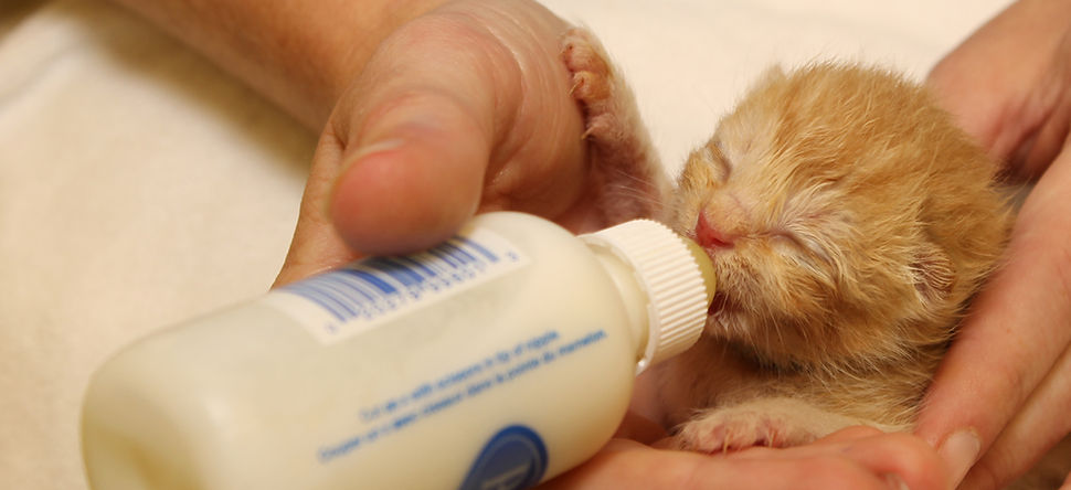 Verzijlenberg Veterinary Hospital, Orphaned kitten