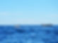 whale-8178665_1280.jpg
