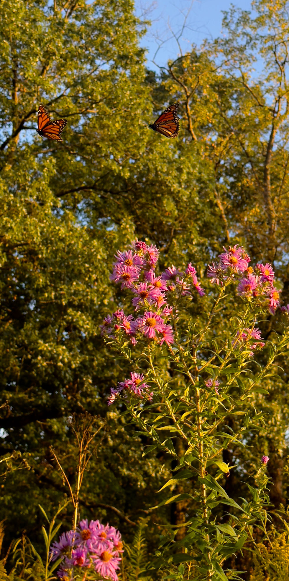 Monarch butterflies in Frick Park taken by Lucas Sherman.