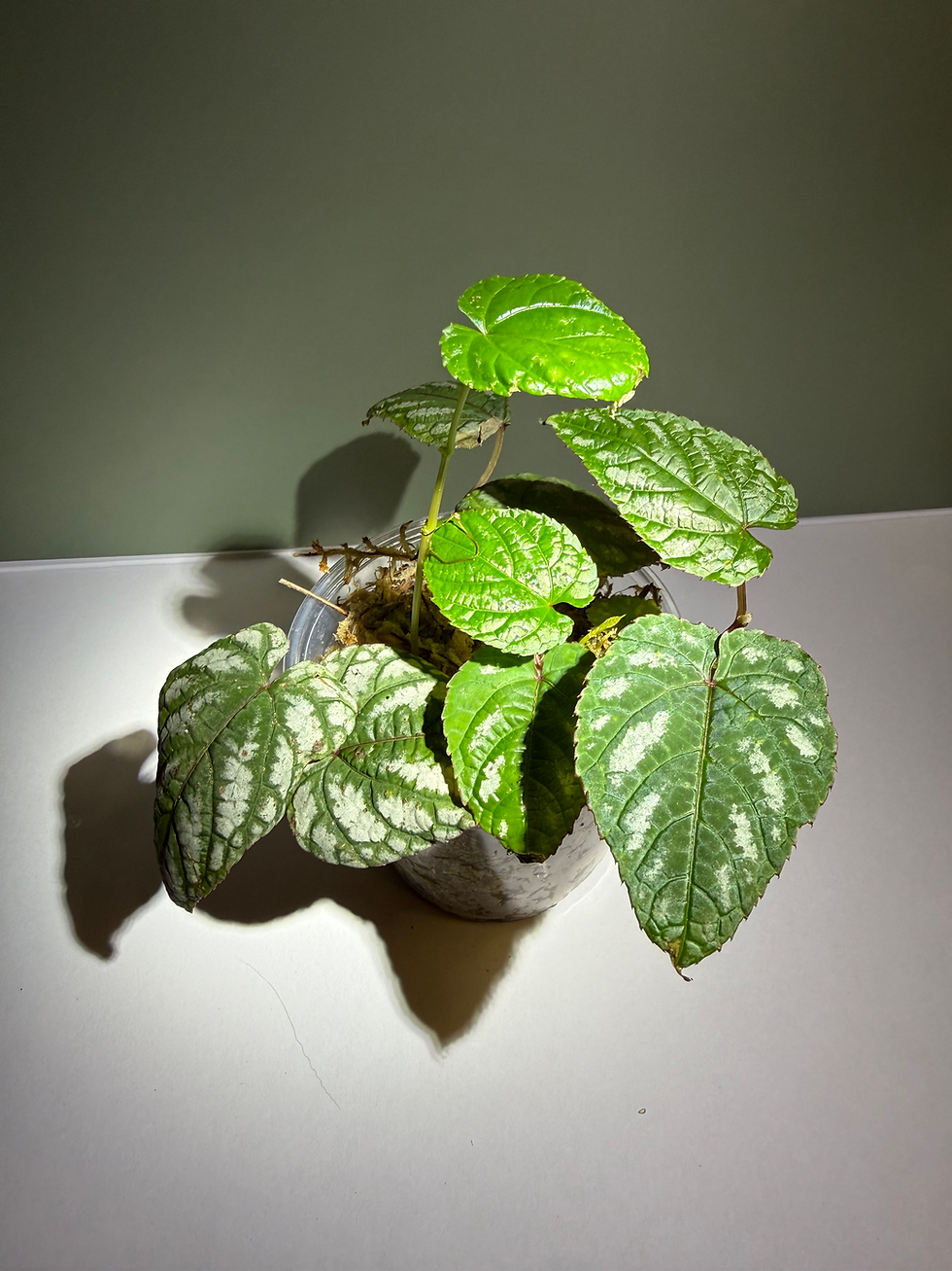 Thumbnail: Cissus Discolor