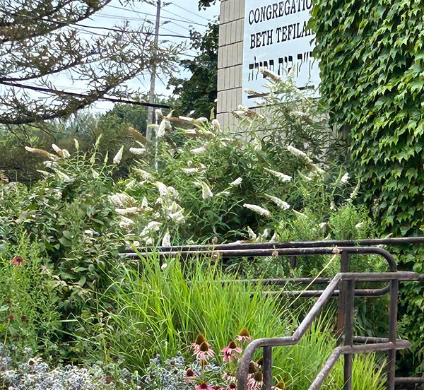 sign with butterfly bush.jpg