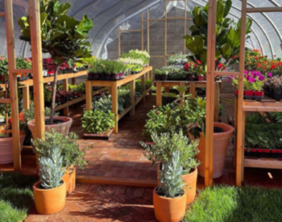 greenhouse full of colorful plants