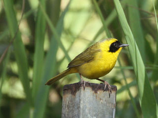 Los Cabos, el hogar de más de 340 especies de aves. El Festival Internacional de las Aves celebra su segunda edición.