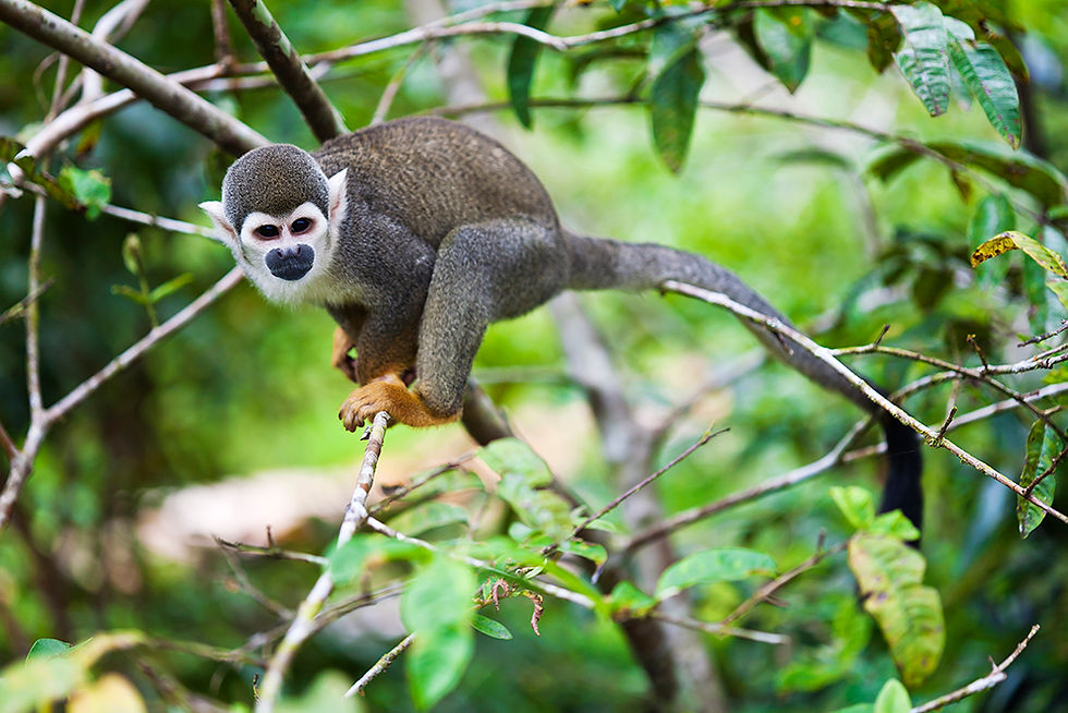 La Isla de los Micos: así se transformó uno de los tesoros más emblemáticos del Amazonas colombiano
