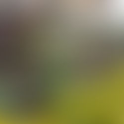 La casa que es un árbol alto, un mural que invita a redescubrir  los árboles de Bogotá