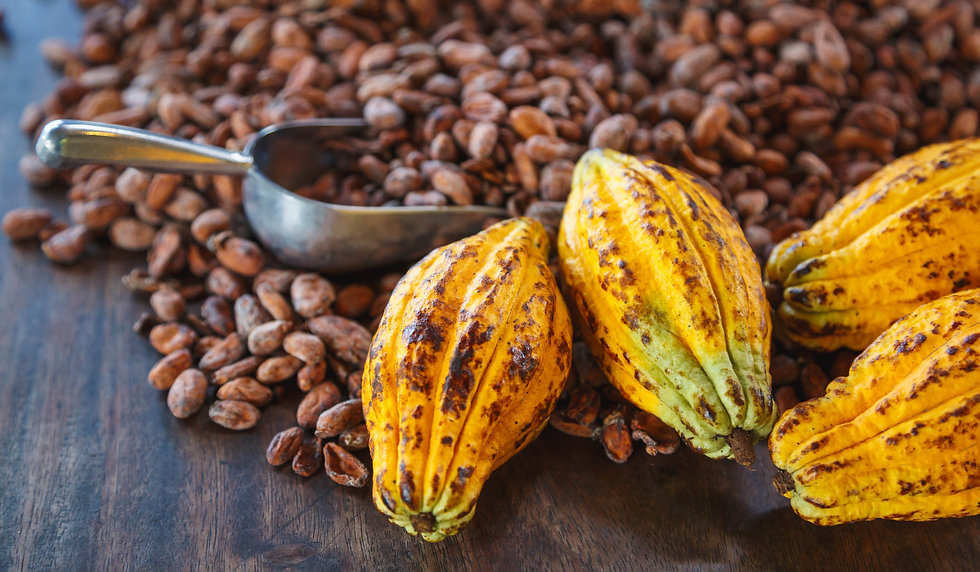 Santander sabe a cacao: una ruta para descubrir el corazón dulce de Colombia