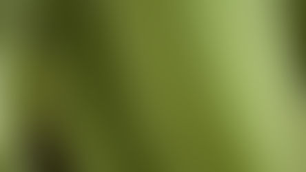 Trái cây đãi thiền sinh lại tiếp tục mọc Hoa Ưu Đàm