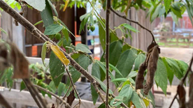 Bạn Ngọc Mai chia sẻ