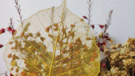 1 cựu Thiền Sinh chia sẻ