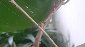 Bạn Ngà, Cựu Thiền Sinh nhắn