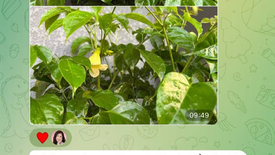 Cây hạnh phúc nở hoa khi tham gia khóa thiền