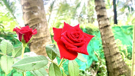 Các bạn ở Ngôi Nhà Ánh Sáng