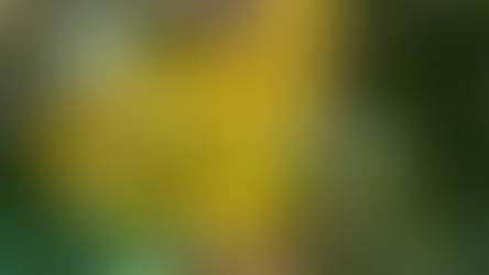 Hôm Tết nghe hồ sen cạn nước nên Tammie gửi ánh sáng thường xuyên hơn thì