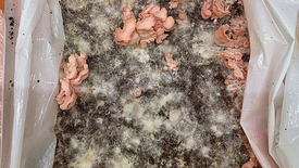 My pink oyster mushroom experiment