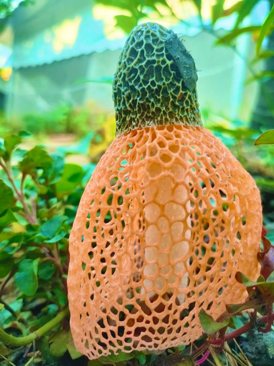 Lần đầu tiên nghe tên loại nấm này. Love God. Ngọc chia sẽ