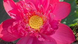 Vừa chia sẻ sự thật xong thì ra thấy hoa sen nở ngay đường đi, thật đẹp