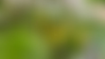 1 cựu Thiền Sinh chia sẻ