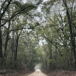 Tree-lined path