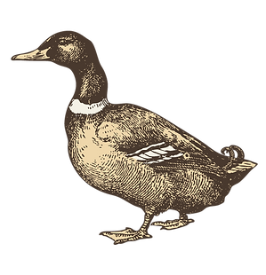 Duck image | guiding qi
