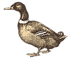 pato