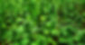weedleavesBackground.jpg