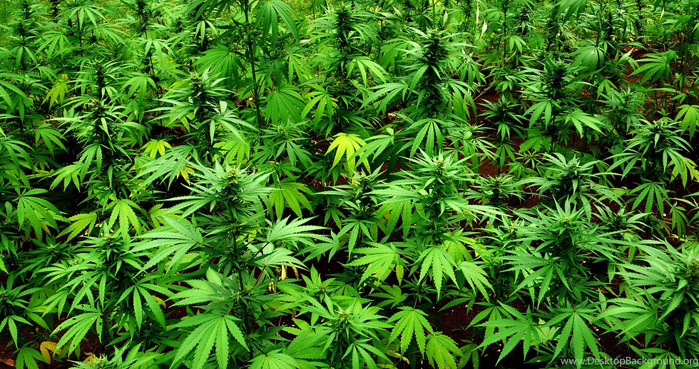 weedleavesBackground.jpg