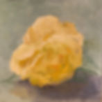 Yellow Rose