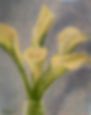 Calla lilies