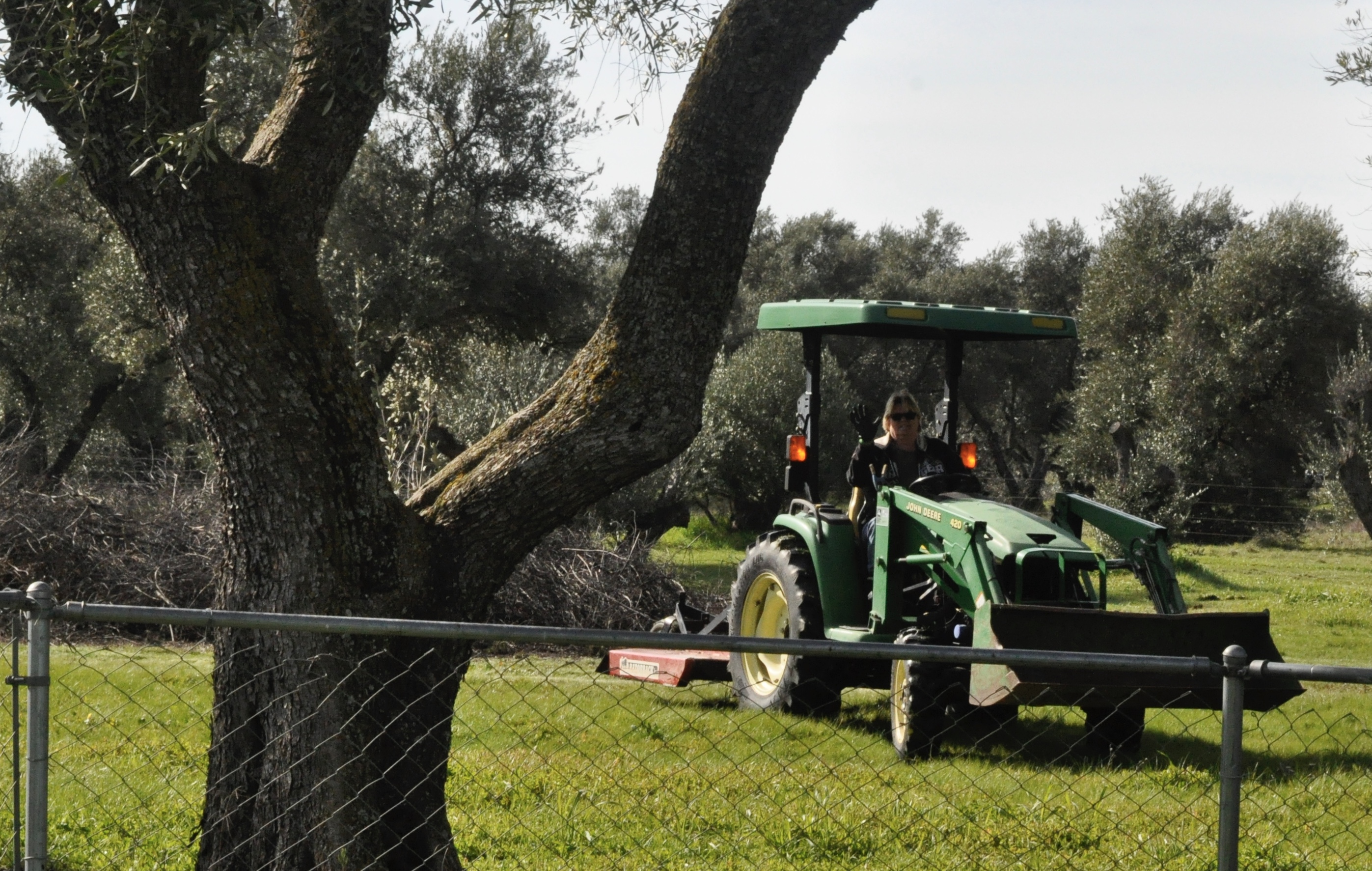 Dove Creek Olive Oil