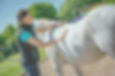 Exmoor Equestrain Physiotherapy
