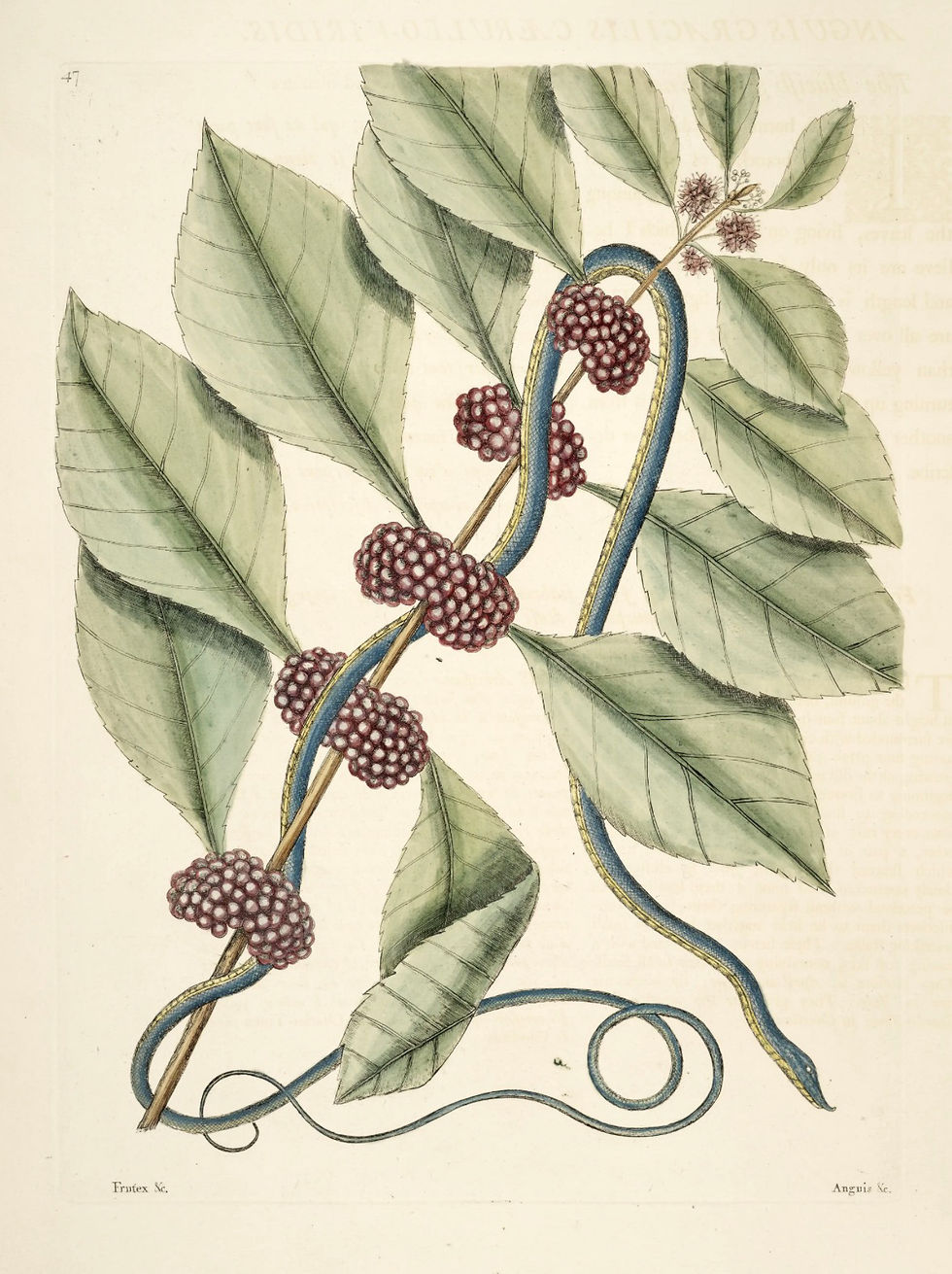 Natural History of Carolina, Florida, and the Bahama Islands Vol. 2 pg 47