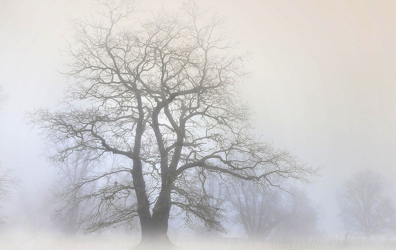 tree-6966126_1920.jpg