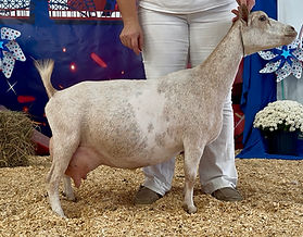 Five Waters IC Jasmine 5*M Elite