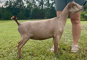 Five Waters J Mystique