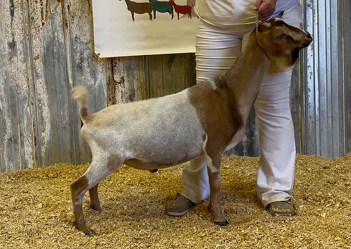 Continental Genetics