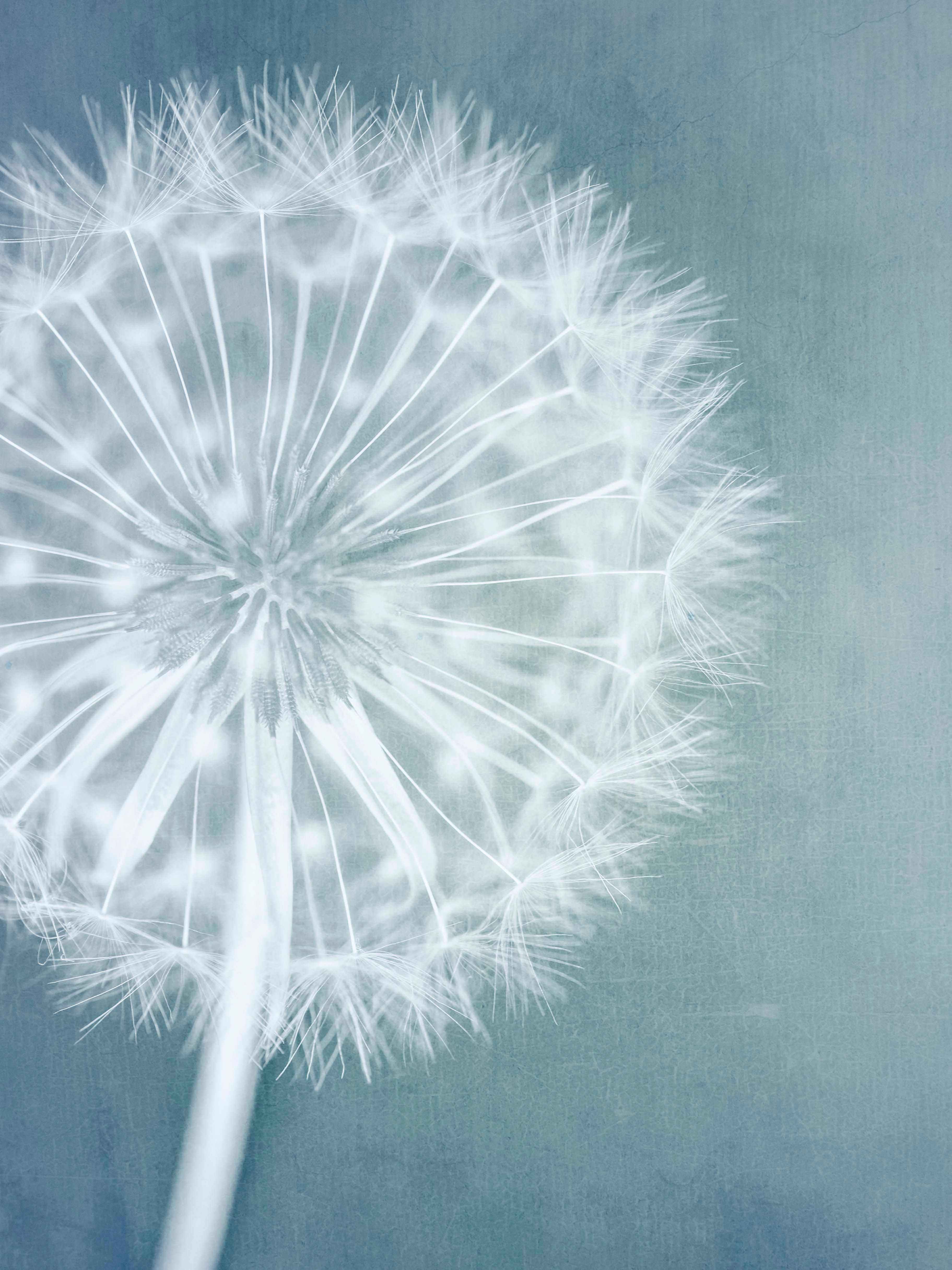 dandelion-wall-art-fine-art-print-green-blue-white-soft-close-up-deborah-pendell