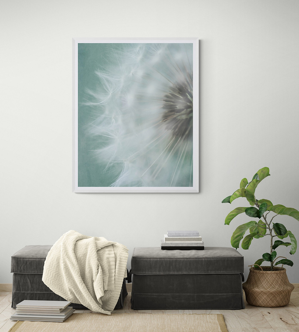 botanical-fine-art-prints-dandelion-limited-edition-photography-deborah-pendell