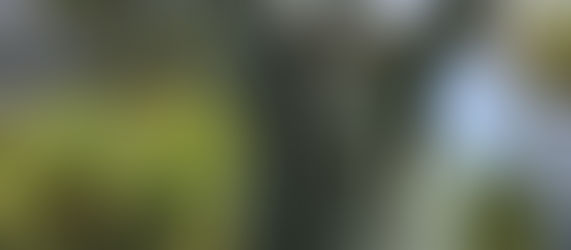 The Catholic Defender: Saint Junipero Serra “Always forward, never back”