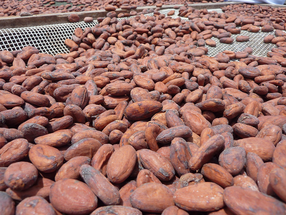Photo de fèves de cacao