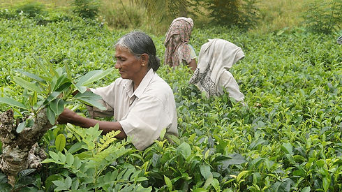 Sri Lanka Esencial