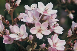 Pink Almond Tree Flowers _edited.jpg