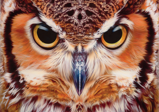owl.png
