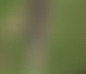 Imaginación y objeto: mediaciones en la experiencia terapéutica