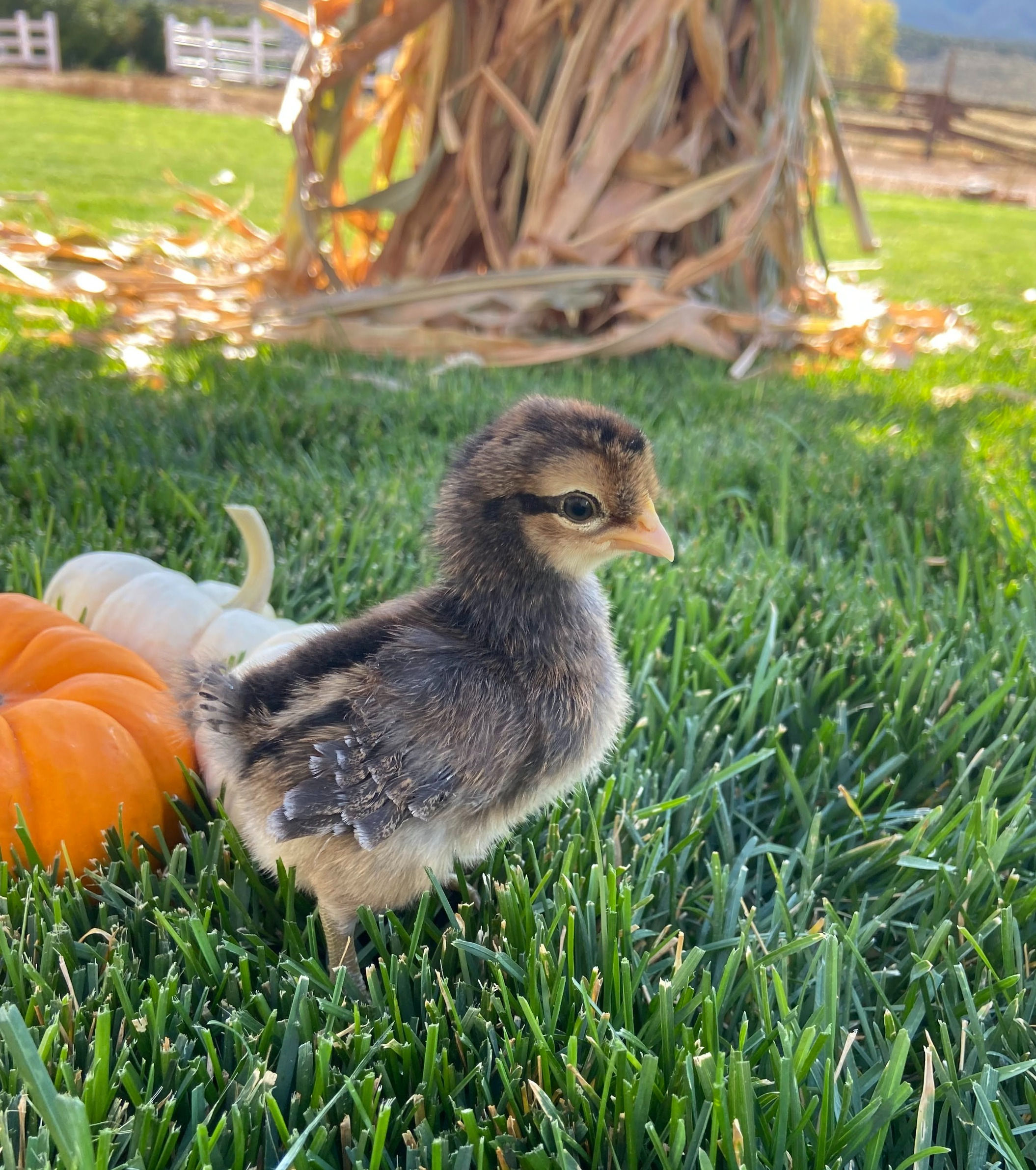 Cream Legbar Chick - Female