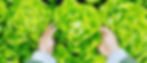 Lettuce-photo.jpg