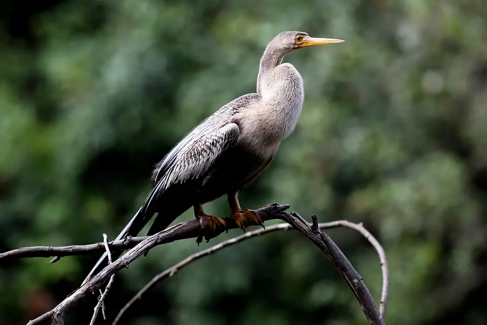 Ahinga bird standing close up